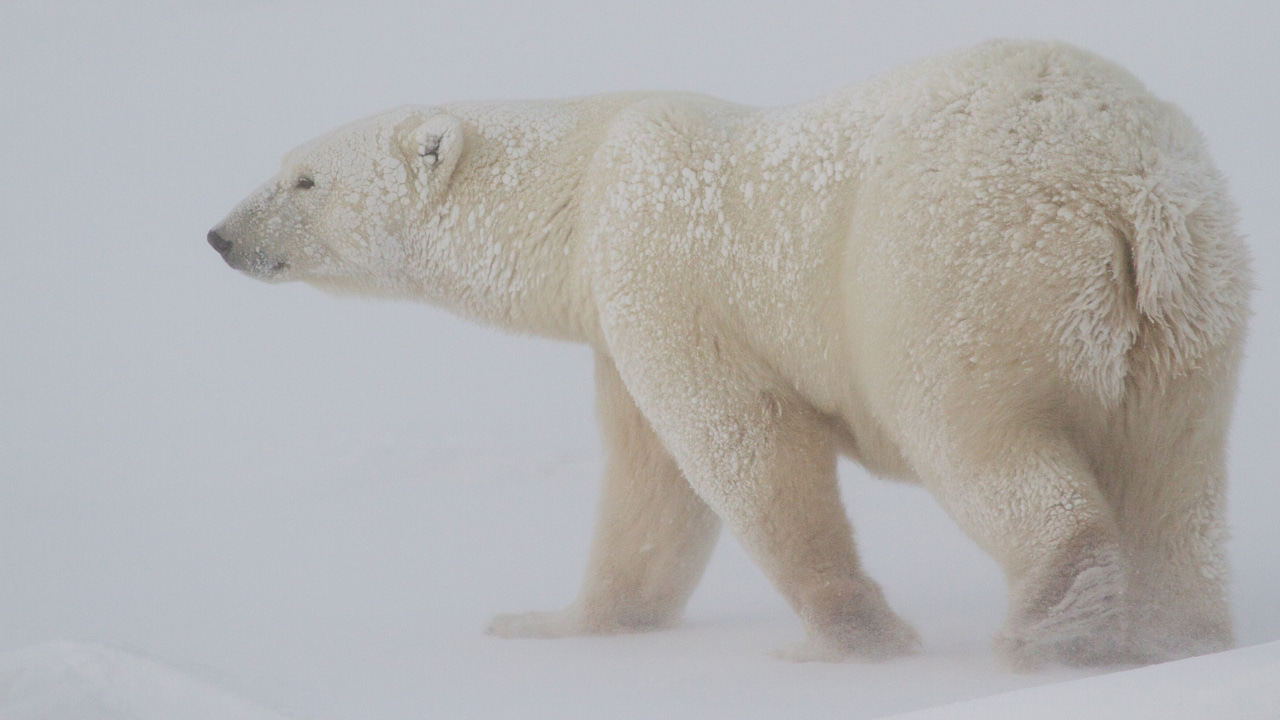 “Bears are like family”: Indigenous insights on human-polar bear coexistence