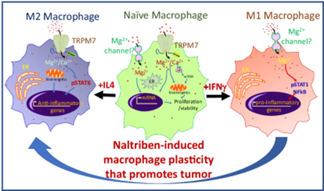 From Inflammation to Immunosuppression: Naltriben’s Impact on TRPM7 and M2 Macrophage Polarization