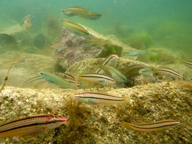 Long-term ecosystem monitoring and empirical dynamic modeling provide a ‘dynamic’ view of a natural ecosystem