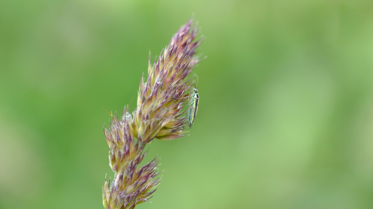 Non-Target Casualties: The Overlooked Impact of Neonicotinoids on Grassland Plant Bugs