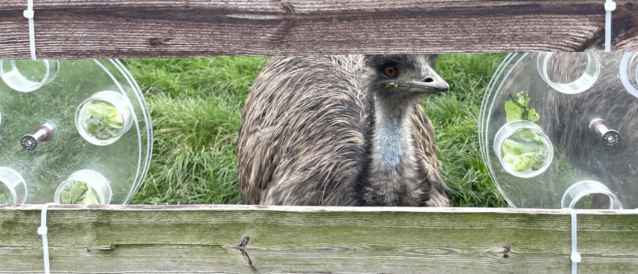 The ‘World’s Dumbest Bird’ can innovate to find food