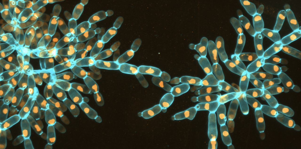 A long-term evolution experiment for whole-genome duplication