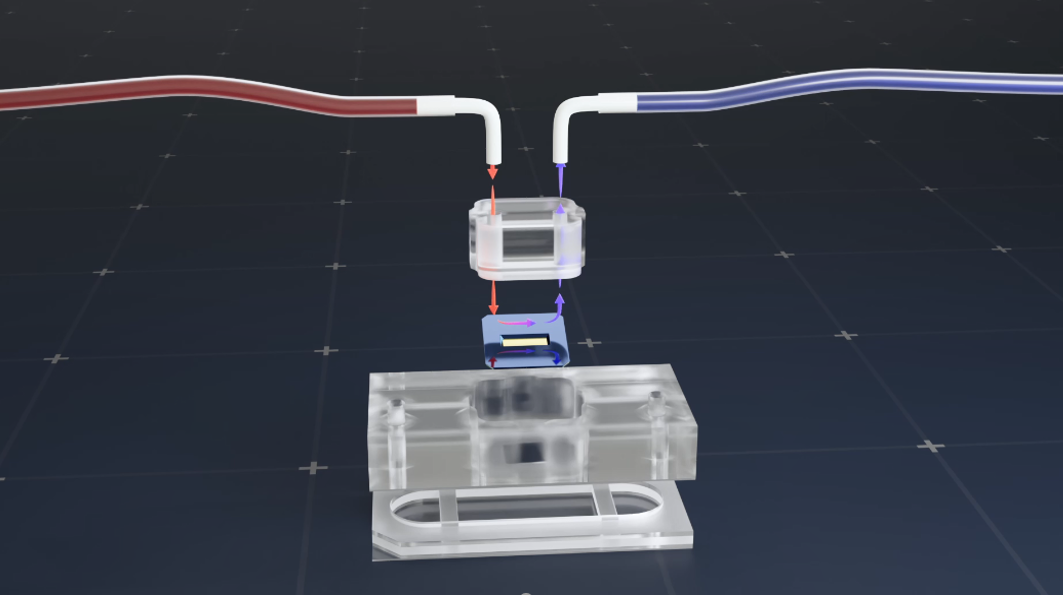 Go with the Flow: How Fluid Flow Shapes Immune Responses in a Tendon-on-a-Chip