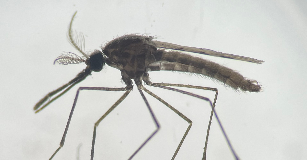 Generating sterile Anopheles mosquitoes to combat malaria transmission