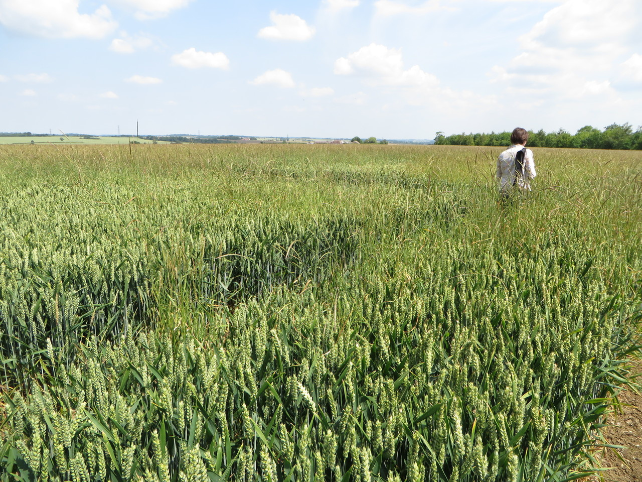 Evolution meets agriculture: what drives the evolution of xenobiotic resistance?