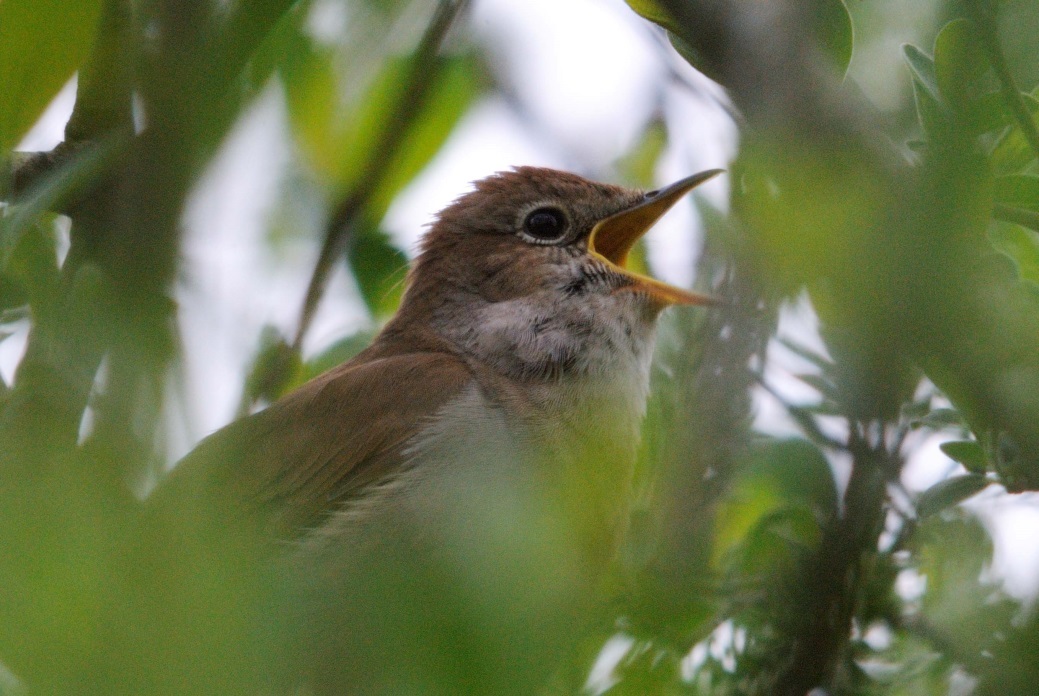 Tracking sheds light on the mystery of the disappearing Nightingales