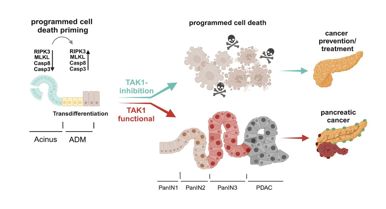 A decision point between transdifferentiation and programmed cell death priming controls KRAS-dependent pancreatic cancer development