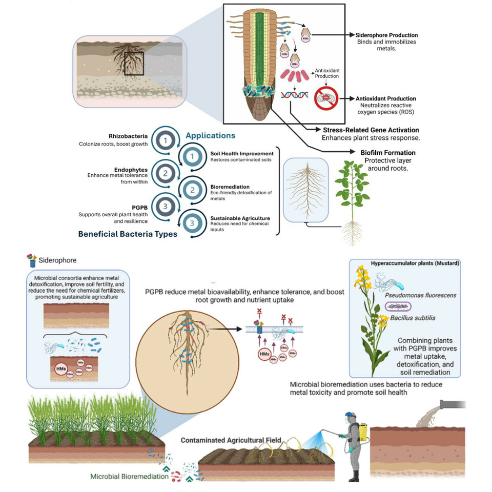 Microbial Interactions and Bacterial Responses to Metal Stress in Plants: Mechanisms, Adaptations, and Applications for Sustainable Agriculture