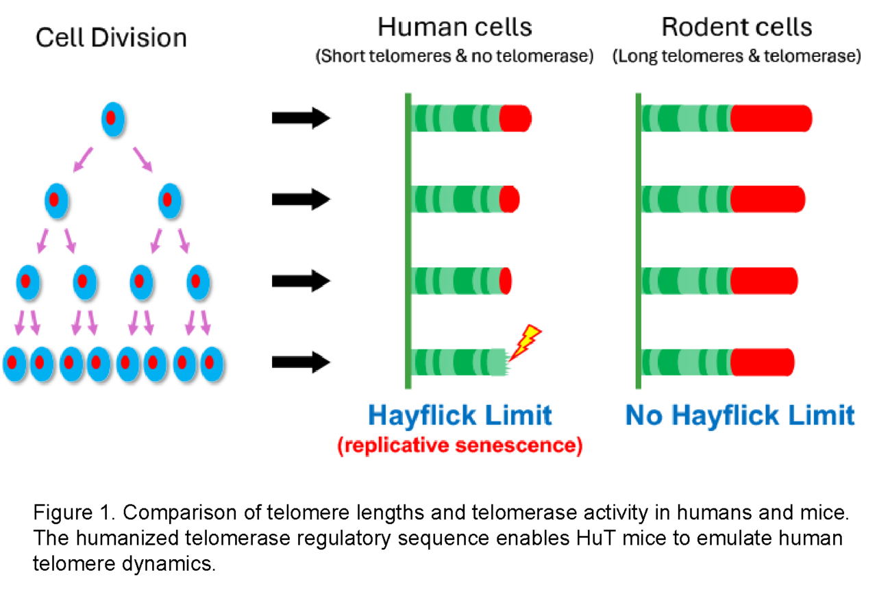 Unlocking Cellular Aging with HuT mice, mice with Humanized Telomeres