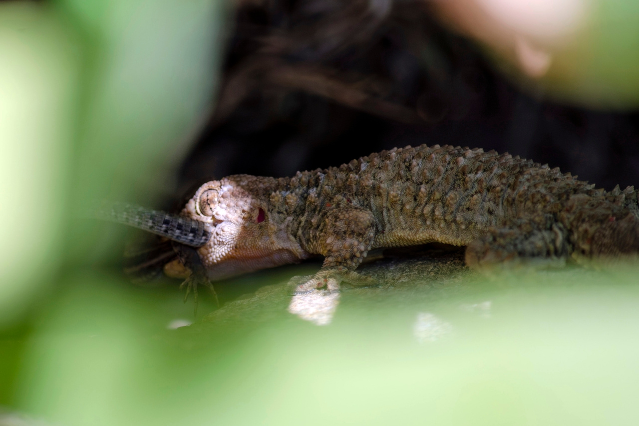 First observation of Moorish Gecko Tarentola mauritanica predating the Common Wall Lizard Podarcis muralis in France🦎