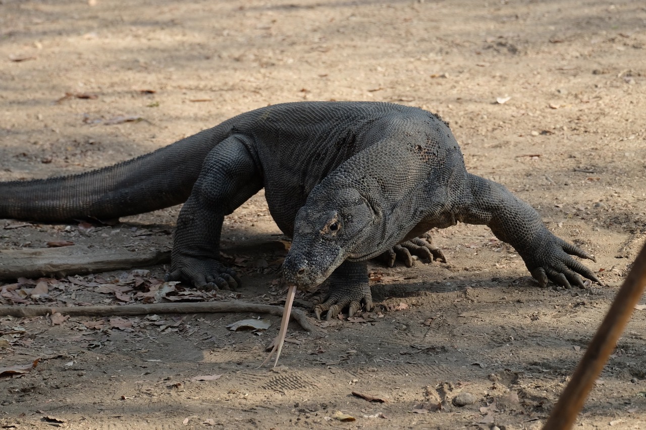 Interesting opportunity to work with many species 🦖