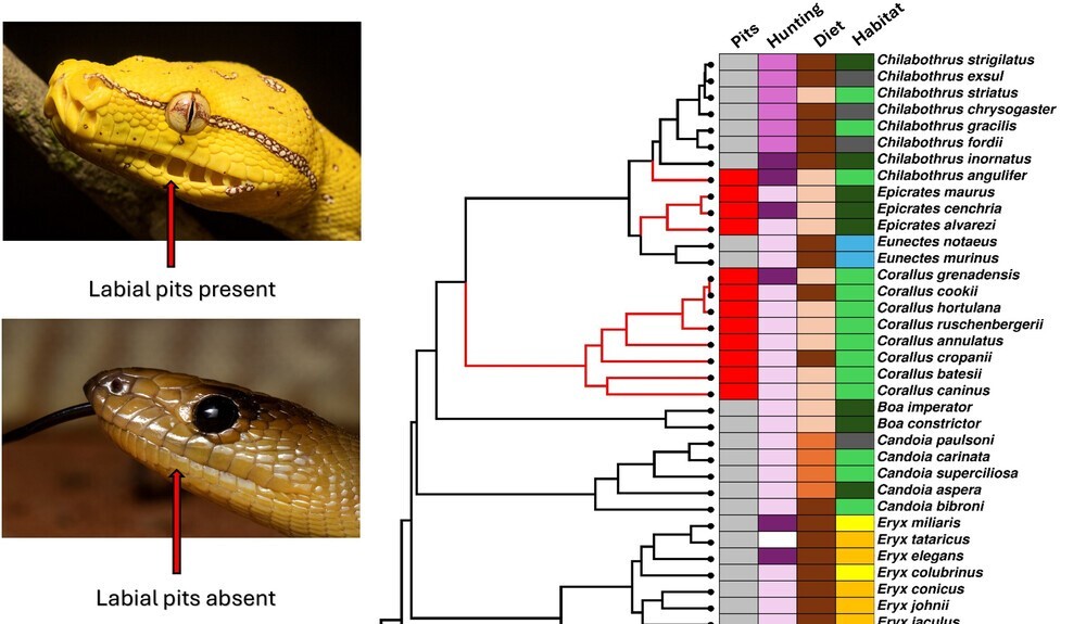 Boas and pythons possess a unique superpower !