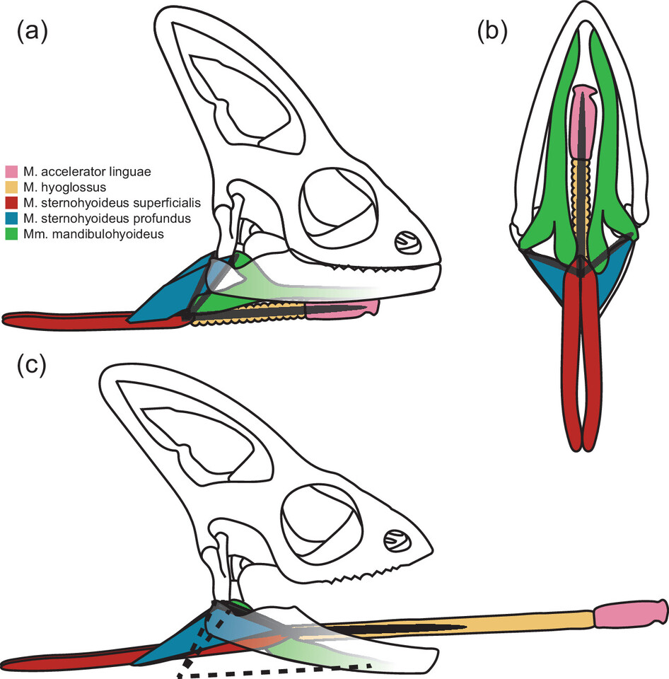 A new article examines hyoid musculature of chameleons to explain their extreme length change.