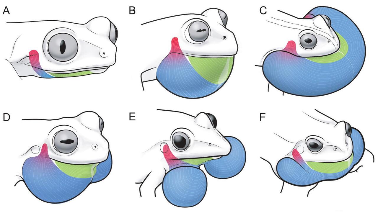 Evolution of Vocal Sacs in Anura