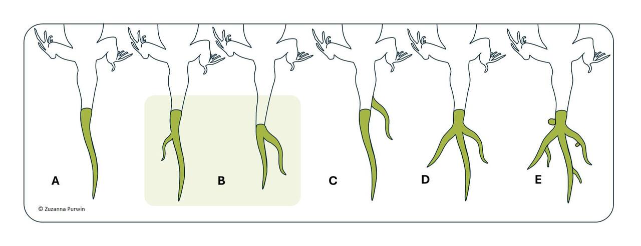 A review of tail anomalies in lizards (Reptilia: Sauria) in Poland with additional records