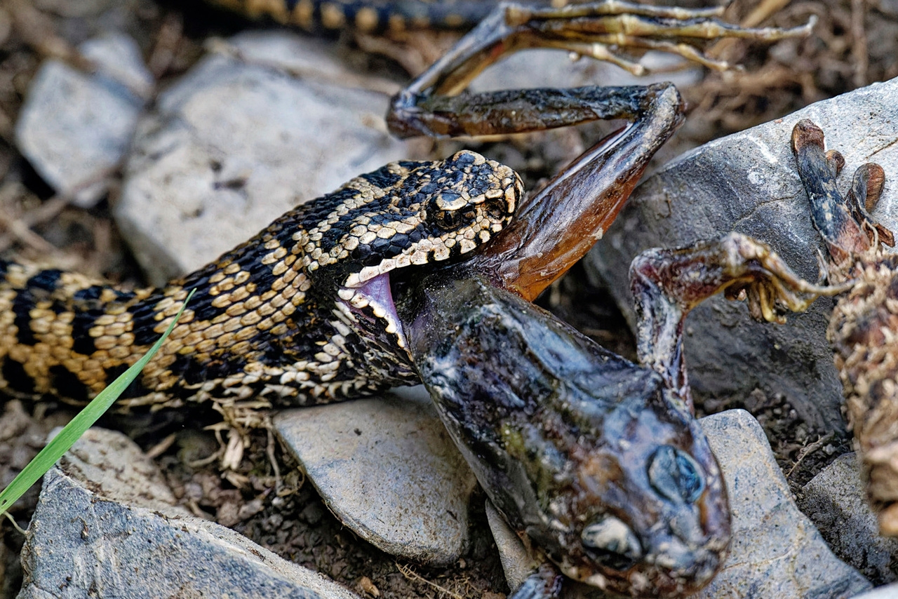 🐍 Vipers are like cats, they avoid water, which does not mean that tigers cannot swim !