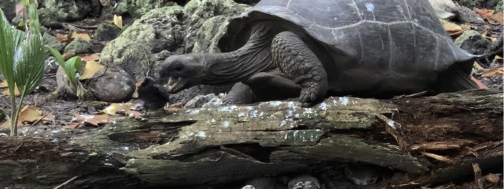 First documented case of a land tortoise hunting a bird