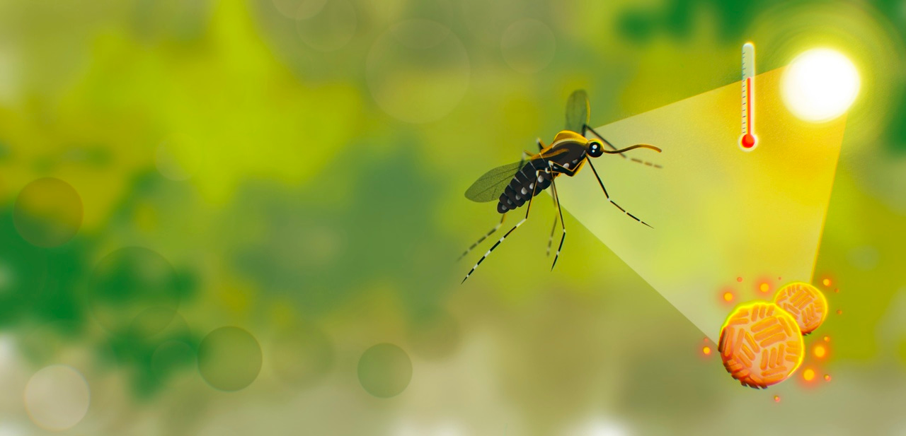 Warmer sicker? Or warmer stronger? How climate change shapes mosquito immunity.