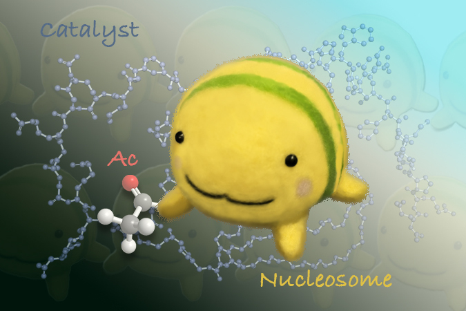 Chemical catalyst manipulating cancer epigenome and transcription  —Toward a new era of “catalysis medicine”—