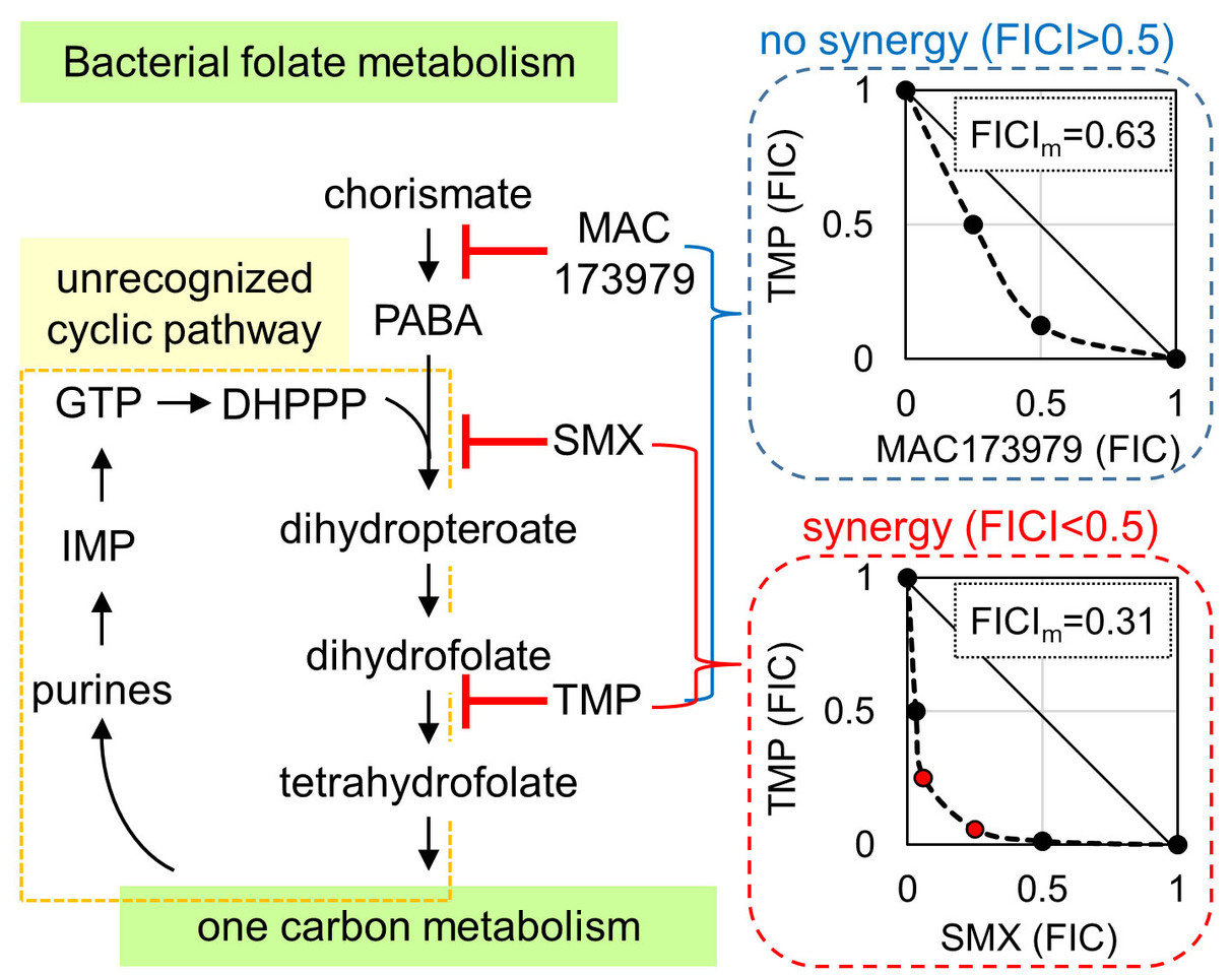Unrecognized cyclic structure in bacterial folate biosynthesis pathway plays a key role in trimethoprim-sulfamethoxazole synergism.