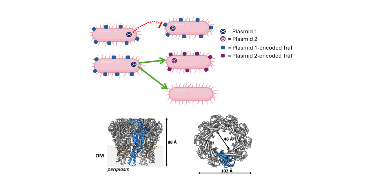 The structure of the bacterial surface exclusion protein TraT  