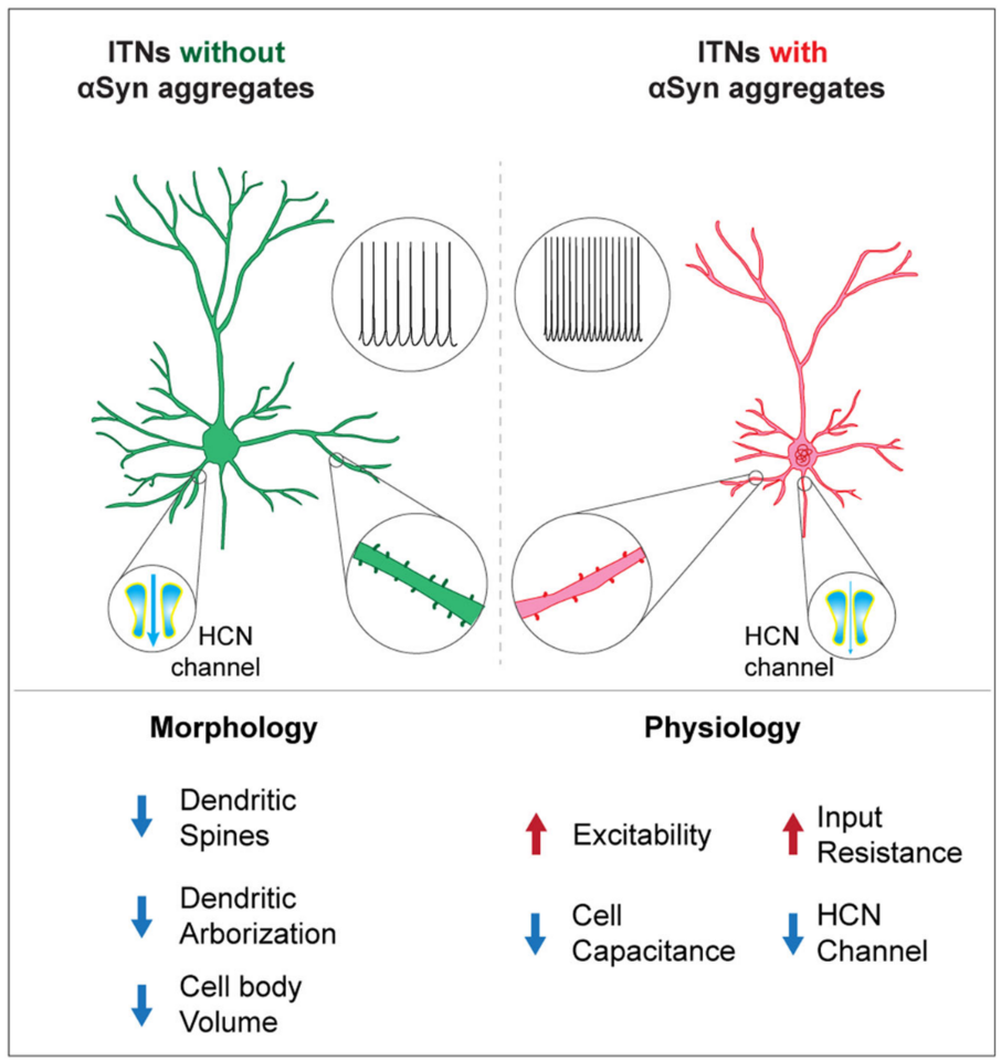 Hidden Aspects of Cortical Dysfunction in Parkinson's Disease Revealed