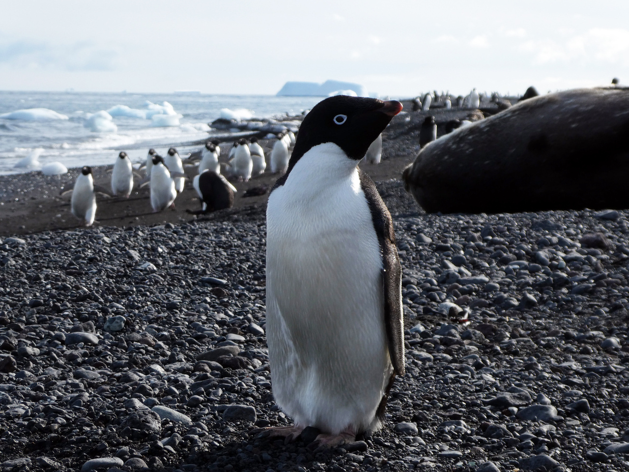6,000 years of Adélie penguin ecology in the Ross Sea reconstructed from ancient environmental DNA