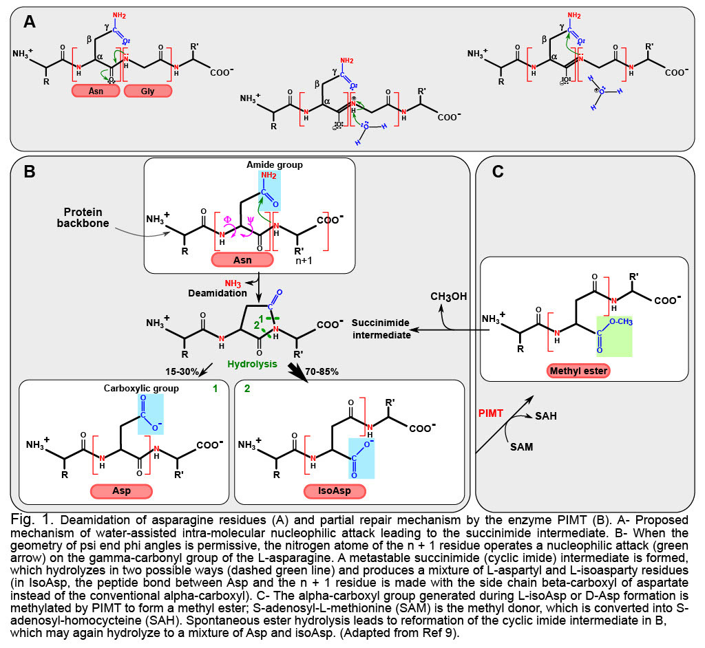 Deamidation as a ticking bomb in proteins: An evolutionarily conserved, yet still enigmatic, mechanism of instability