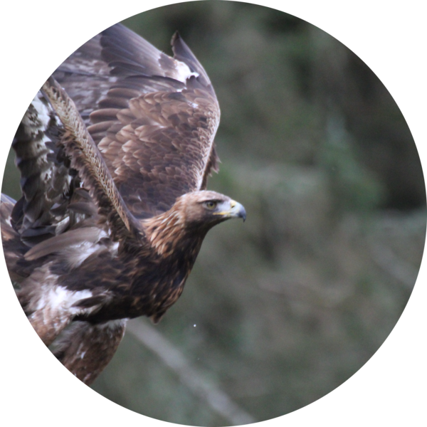 Go to the profile of Darragh Cornally