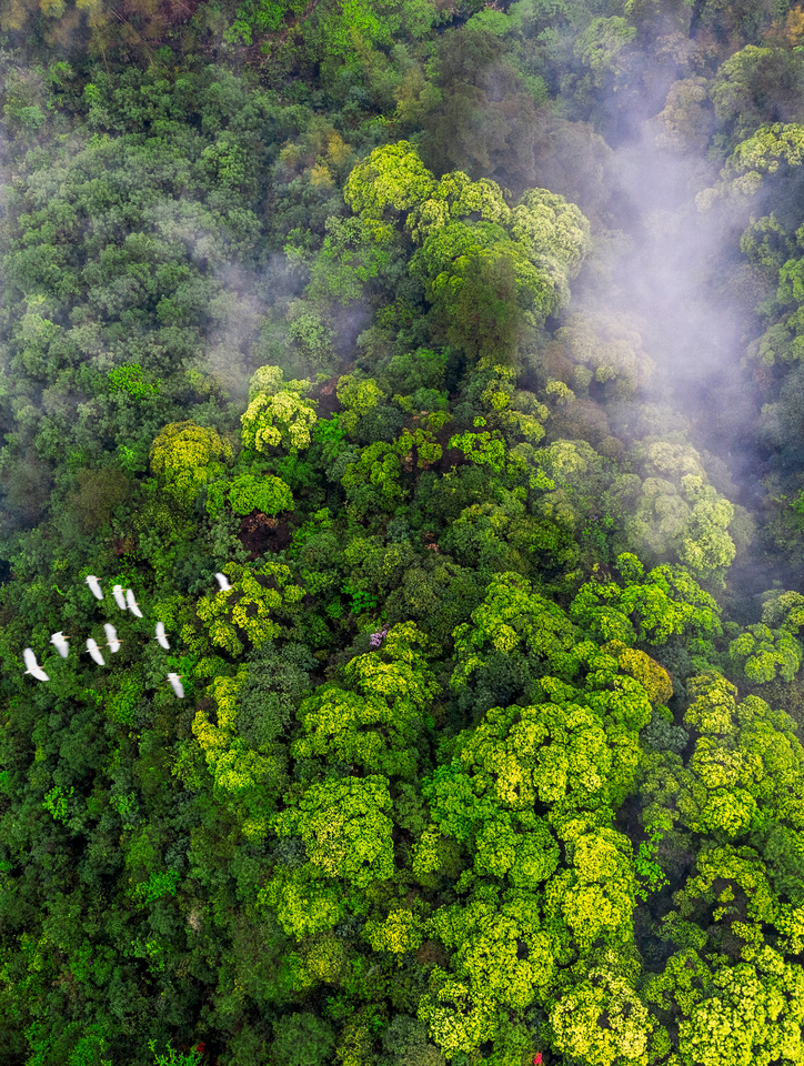 How a long-term tree of life project revealed a hidden biodiversity hotspot in Central China