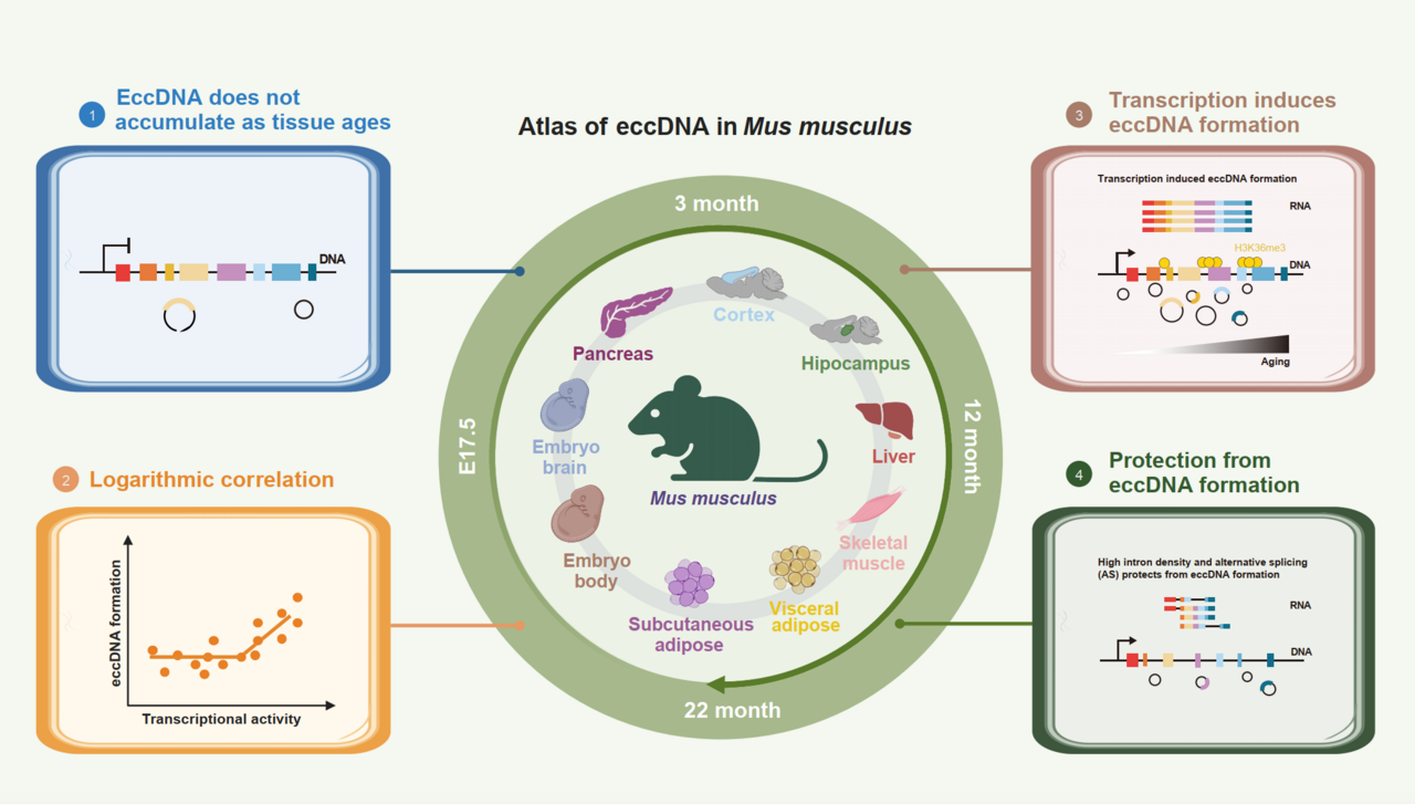 The first atlas of circular DNA reveals how DNA circularization appears to shape gene evolution in mammals.