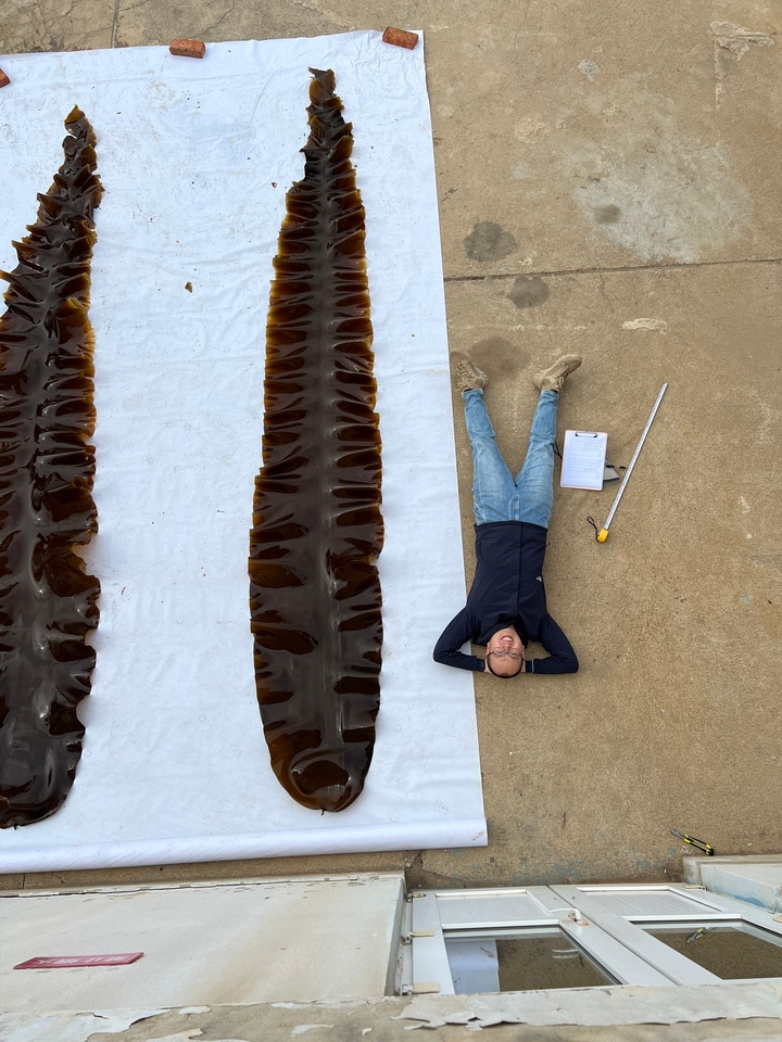 Unlocking the Genome of Saccharina japonica: A Step Towards Advanced Breeding and Ecological Insights