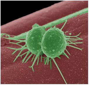 Journal Club | Cyanobacteria have (are) tiny little eyes