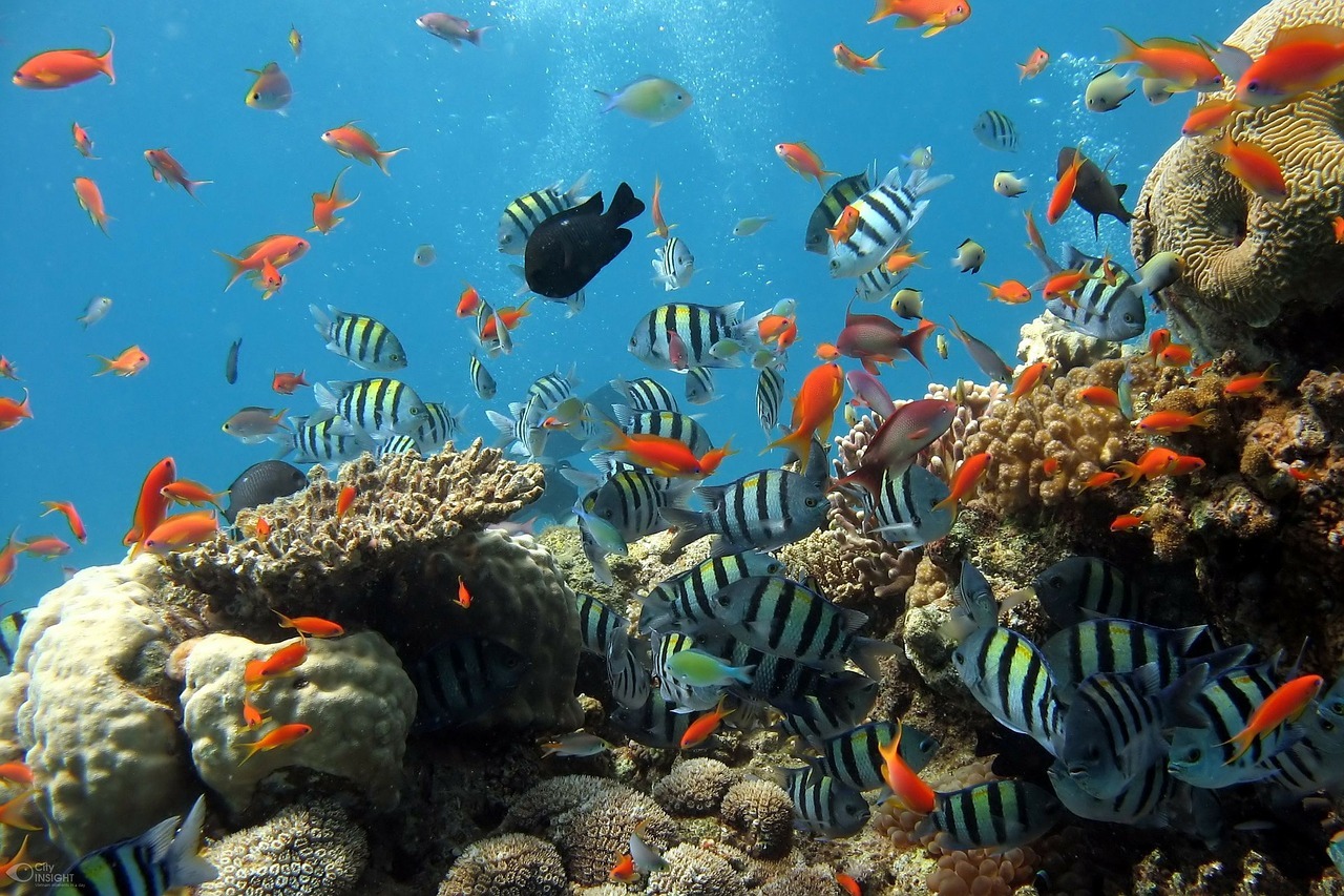 Beginning of the end for the Great Barrier Reef?
