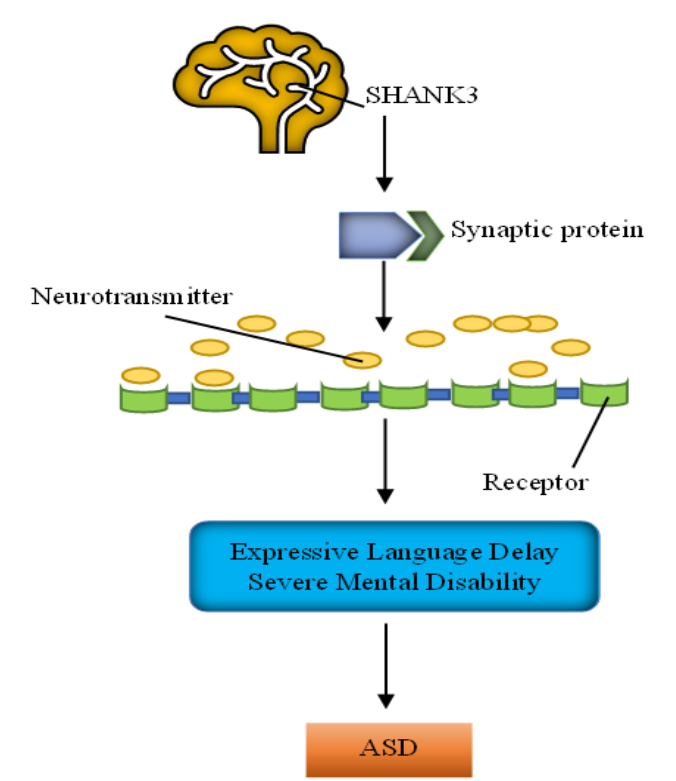 Investigation of Genetic Polymorphism in Autism Spectrum Disorder: a Pathogenesis of the Neurodevelopmental Disorder
