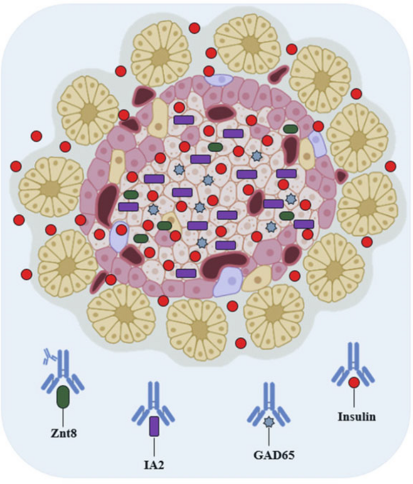 Therapeutic Protein Against Autoimmune Disorders: Intracellular and Extracellular Properties