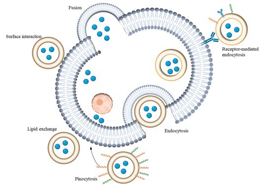 Advanced Strategies in Liposome Microarray-Based Assays for Protein–Lipid Interactions