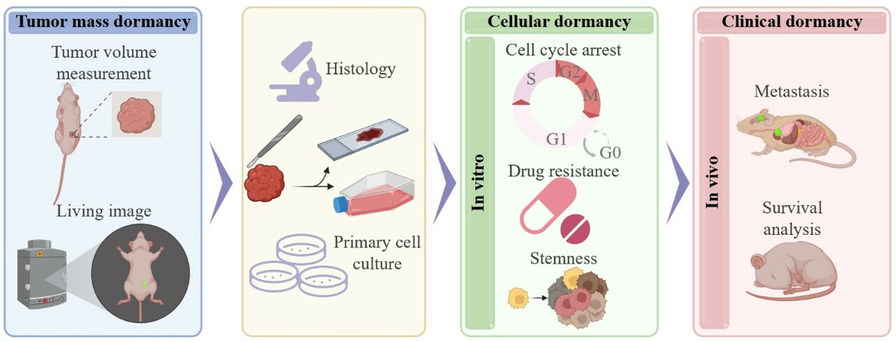 Novel in vivo models for better treatment development in cancer