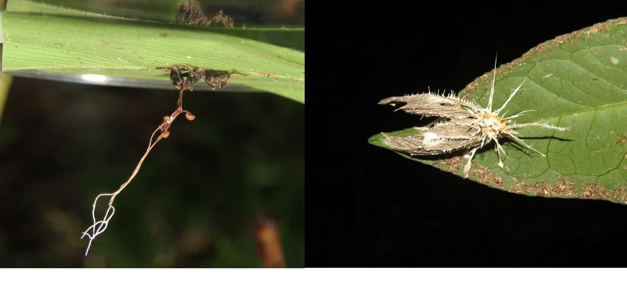 A Global Database on Insect-Killing Fungi: Why It Matters