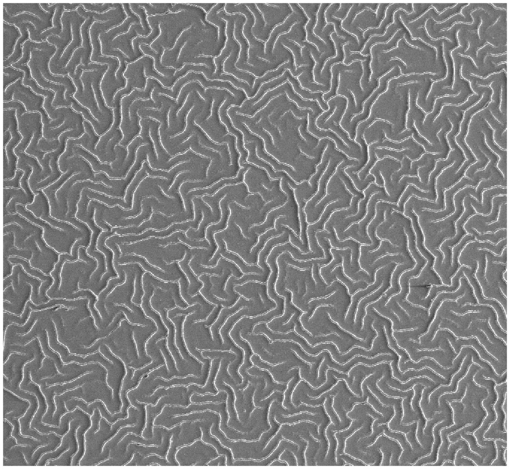 Ups and Downs: How Perovskite Films Wrinkle