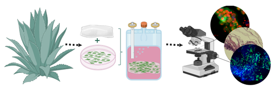 Desert Power: Aloe Vera’s Role in the Future of Cultivated Meat