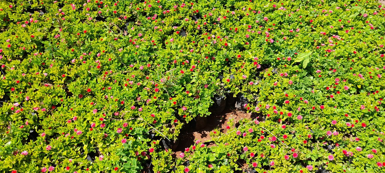 Propolis Can Make Your Smile Healthier: Fact or Fable?