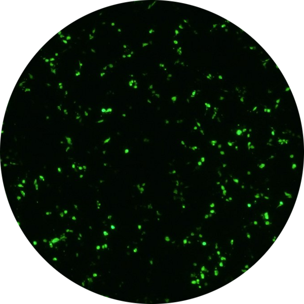 Go to the profile of Pramodya Rathnapala