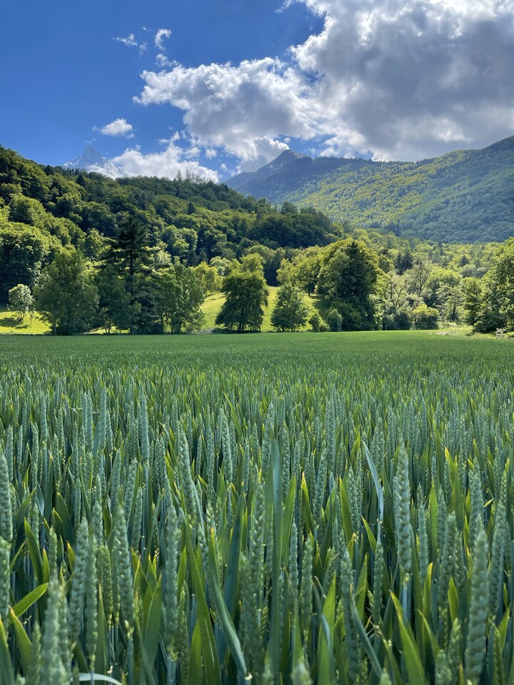Seed bacteria are the architects of the complex wheat rhizosphere microbiome