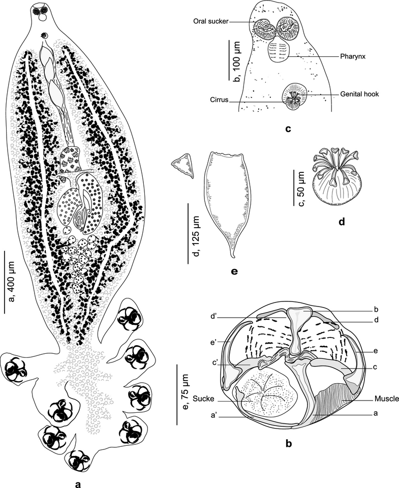 Secrets in the museum drawers: revealing hidden species in the Choricotyle chrysophryi-like (Platyhelminthes) species complex