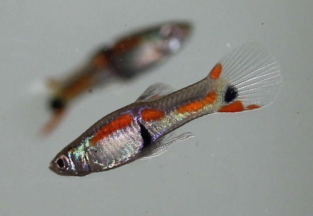 Unravelling how Red Queen runs to escape parasites