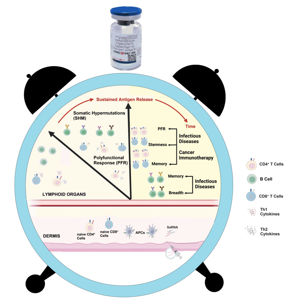 Paradigm Shift in Vaccinology: Harnessing Cellular Immunity with Thermostable Self-amplifying mRNA Vaccine