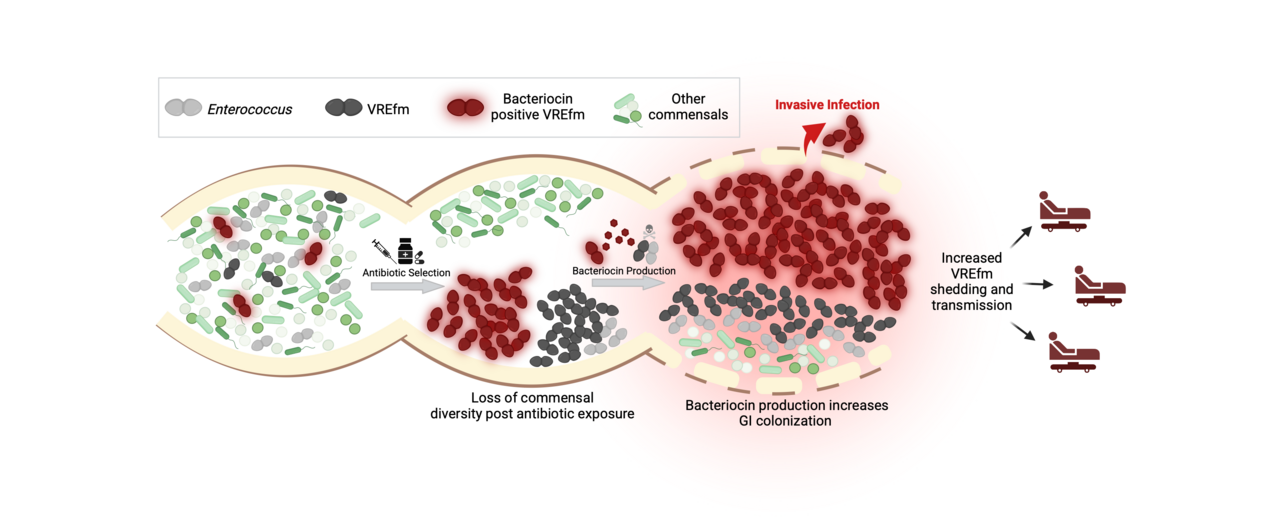 Survival of the Fittest: How bacteriocin production is driving a global shift in vancomycin-resistant Enterococcus faecium populations