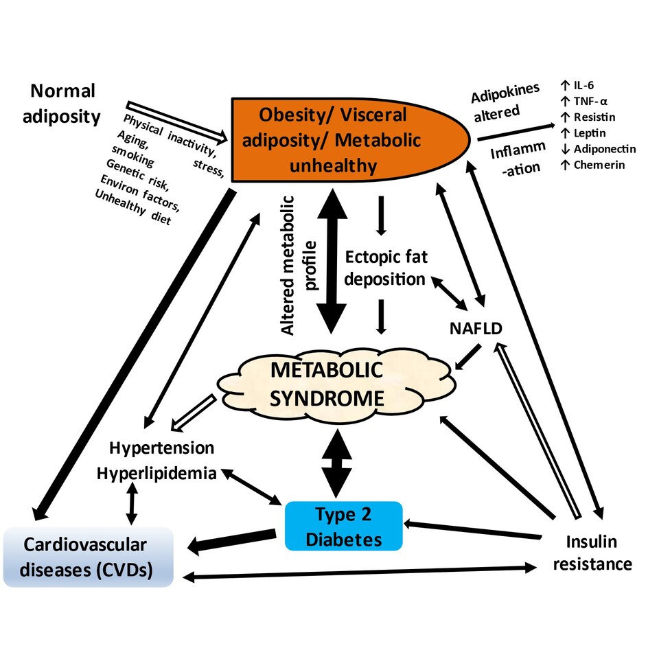 Interconnected Epidemics: The Impact of My Research on Obesity, Metabolic Syndrome, Diabetes, and cardiovascular diseases