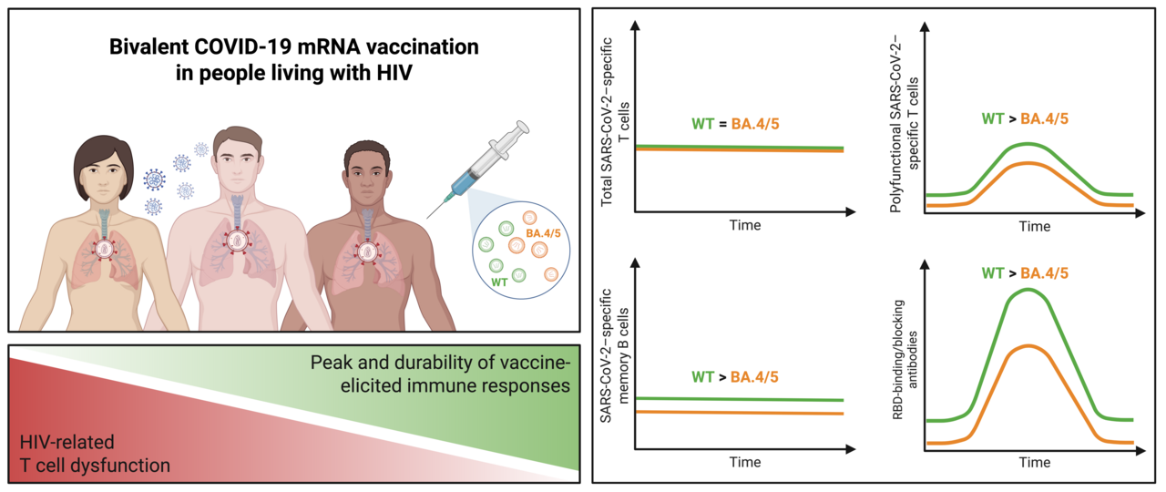 Insights into the original–BA.4/5 bivalent booster immunogenicity in people living with HIV